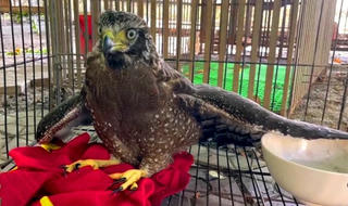 Hà Tĩnh: Tiếp nhận cá thể chim diều hoa Miến Điện quý hiếm để thả về tự nhiên