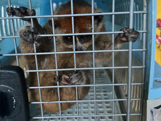 Người dân tự nguyện giao nộp cá thể cu li quý hiếm cho cơ quan chức năng