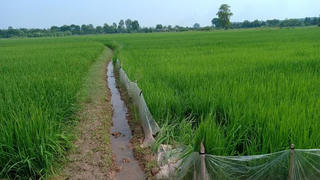 Cụ bà tử vong do ông hàng xóm căng bẫy điện