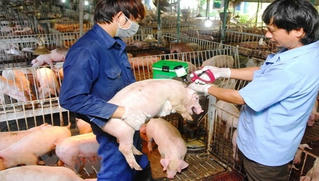 Quảng Ninh: Triển khai các biện pháp cấp bách để phòng chống bệnh lở mồm long móng