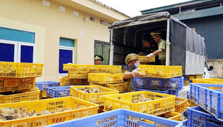 Quảng Ninh: Thu giữ hơn 22.000 gà con giống không rõ nguồn gốc