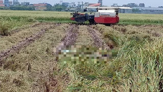 Tá hỏa phát hiện thi thể đang phân huỷ mạnh dưới ruộng lúa đang gặt 