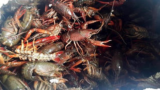 Quảng Ninh: Tăng cường kiểm tra, giám sát hoạt động mua bán, vận chuyển, nuôi tôm càng đỏ 