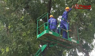 Từ nay, Hà Nội vắng bóng hơn 1000 cây xanh trên đường Phạm Văn Đồng