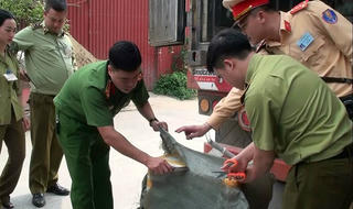 Phát hiện hơn 10 tấn nội tạng lợn không rõ nguồn gốc đang đưa đi tiêu thụ