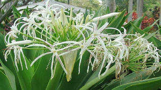 Trồng cây đại tướng quân trong nhà để đem lại may mắn 