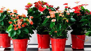 Cây hồng môn hợp với người mệnh nào ?