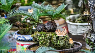 Ai hợp trồng cây vạn tuế ?