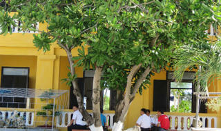 Trường sa: Những loài cây vươn mình trong nắng gió đảo xa