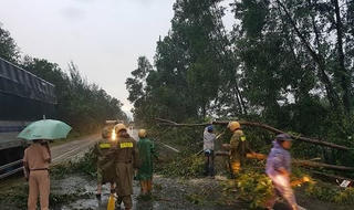 Cây xanh trong thành phố Huế tiếp tục gãy đổ vì mưa gió