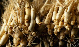 Báo động đỏ nạn tận diệt nhân sâm Mỹ