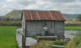 Thực hư chuyện ma giữ lúa