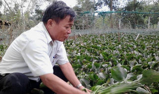 Bỏ túi 500 triệu mỗi năm nhờ “cộng sinh” thả bèo, nuôi gà, trồng keo