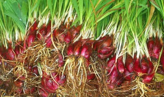 Sâm đại hành - Thuốc bổ huyết, trợ tiêu hóa