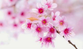 Bài thuốc dưỡng nhan cho làn da trắng sáng