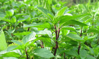 Tuyệt chiêu hạ sốt nhanh