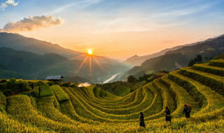 Sắc vàng lúa chín trên rẻo cao ở Mù Cang Chải
