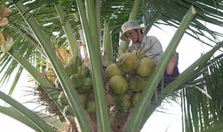 Đánh đu thân già trên những ngọn dừa kiếm từng cắc bạc nuôi con trai khờ khạo