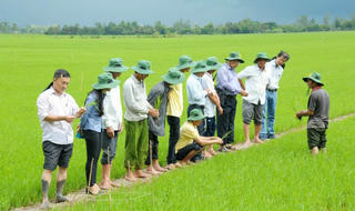 Nông dân Đồng bằng sông Cửu Long thêm động lực để tin vào cây lúa