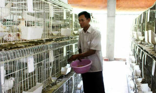 Cựu chiến binh tích cực tham gia phát triển kinh tế - xã hội địa phương