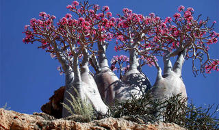 Socotra – Quần đảo độc lạ duy nhất trên hành tinh