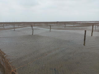 Lo mất chốn mưu sinh vì hàng trăm héc-ta bãi triều ở Móng Cái bị lấn chiếm, phân lô