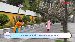 Hoa ban khoe sắc trên phố phường Hà Nội