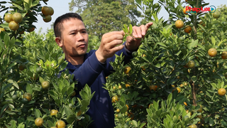 Quất Tết khan hiếm, nhà vườn rục rịch nhận cọc sớm để tránh "hớ" giá