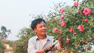 Chiêm ngưỡng hồng cổ rực rỡ ở làng hoa Phù Vân