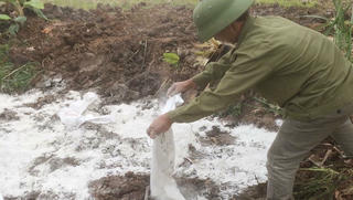 Hà Nam: Xuất hiện ổ dịch viêm da nổi cục trên bò