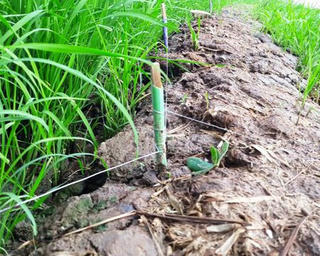 Án mạng từ bẫy diệt chuột bằng điện