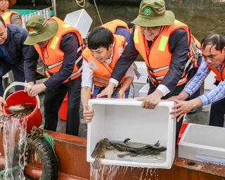 Thả một triệu con giống xuống sông Hồng, tái tạo nguồn lợi thủy sản