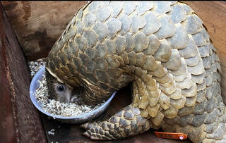 Tái thả 15 cá thể tê tê Java về lại tự nhiên