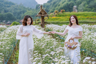 Vườn cúc họa mi 'gây sốt' ở Ninh Bình