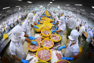 Xuất khẩu cá tra có thể đạt 2 tỷ USD năm 2024