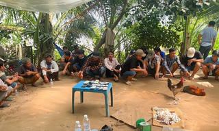 Vĩnh Long: Bắt giữ 18 đối tượng đá gà ăn thua bằng tiền
