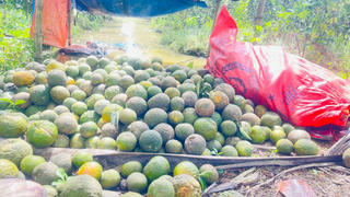 Cam sành rớt giá mạnh, nông dân Vĩnh Long lo Tết buồn