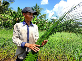 Nông dân Trà Vinh khấm khá nhờ bám trụ cây lác