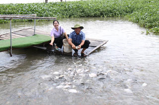 Người đàn ông miền Tây tự bỏ tiền túi nuôi chục tấn cá sông