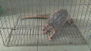 Người dân bàn giao tê tê vàng quý hiếm cho Hạt Kiểm lâm