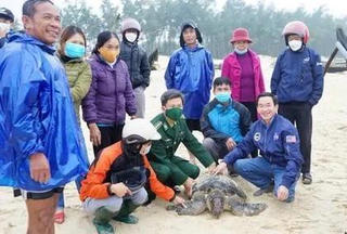 Thả rùa biển nặng 50kg về với tự nhiên