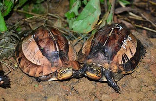 Kẻ gian vượt rào lấy cắp hai cá thể rùa thuộc nhóm nguy cấp 