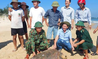 Thả cá thể vích nặng 70kg về biển