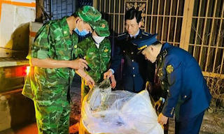 Quảng Trị: Bắt xe tải chở 1,7 tấn nội tạng lợn bốc mùi hôi thối