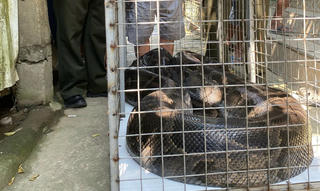 Giao nộp trăn đất 'khủng' nặng 85kg