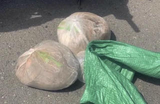 Vận chuyển 2 con tê tê nặng 13kg, người phụ nữ bị khởi tố