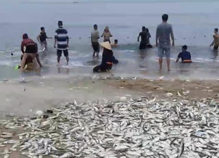 Quăng mẻ lưới 'trúng đậm' hàng tấn cá, ngư dân Quảng Bình kiếm tiền triệu 