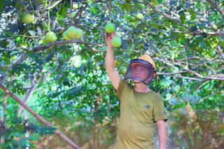 Thanh trà xứ Huế mất mùa, người trồng lao đao