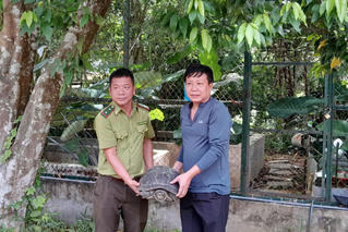 Tiếp nhận cá thể rùa quý hiếm nặng 15kg