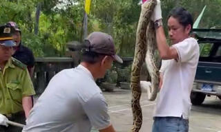 Ngư dân ở Thừa Thiên Huế giao nộp trăn gấm quý hiếm